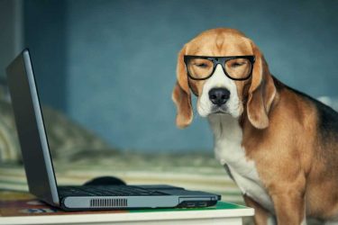 bigstock-Sleepy-beagle-dog-in-funny-gla-forweb59457608